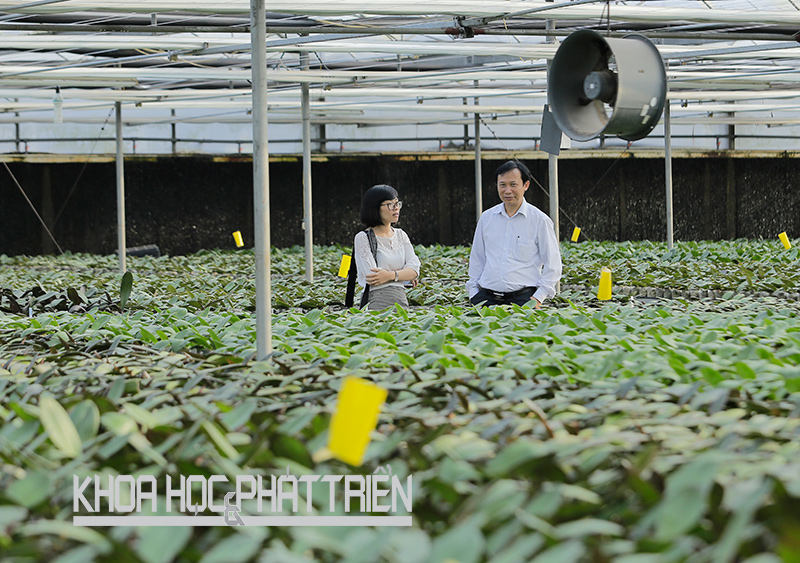 PGS-TS Đặng Văn Đông tại khu trồng lan công nghệ cao của Trung tâm Nghiên cứu và Phát triển hoa - cây cảnh. Ảnh: Lê Hằng