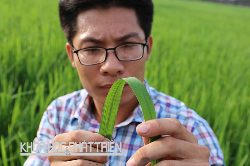 Nghiên cứu viên của Trạm khảo nghiệm giống cây trồng Văn Lâm (Hưng Yên) đang khảo nghiệm giống lúa mới. Ảnh: Kim Phượng