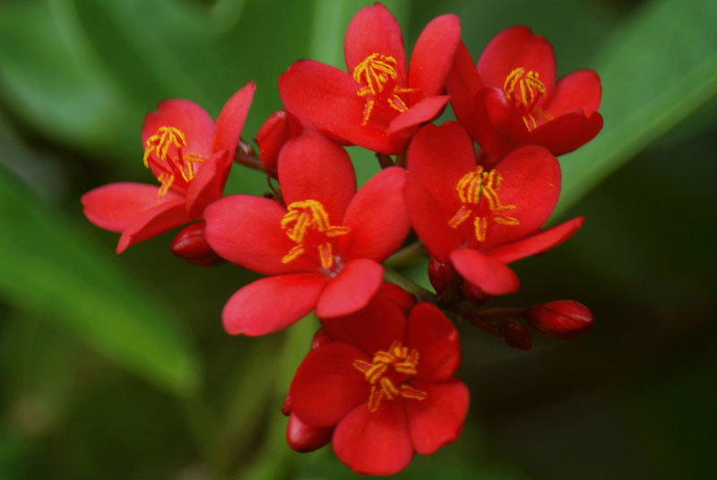 Hoa hồng mai có tên khoa học là Jatropha integerrima.
