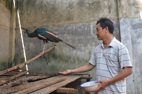 Nghề nuôi chim công đã đem lại nguồn kinh tế khủng cho gia đình anh Trần Văn Phương.