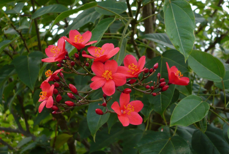 Đây loài thực vật có hoa thuộc họ Đại kích (Euphorbiaceae).