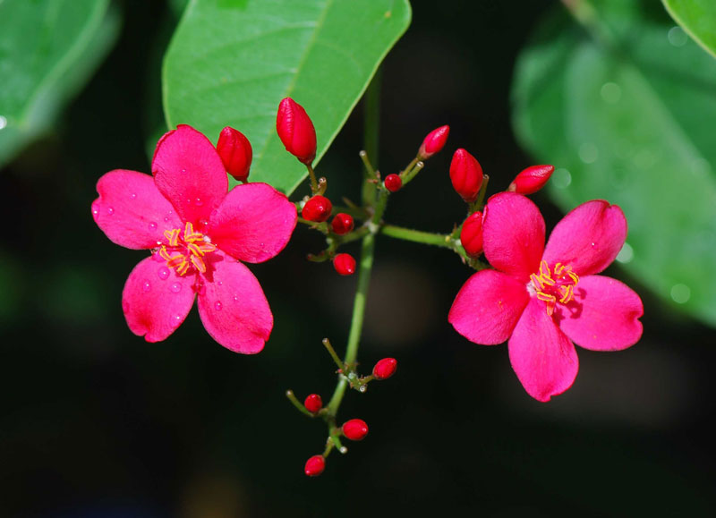Loài hoa này có nguồn gốc từ Cuba và Hispaniola.