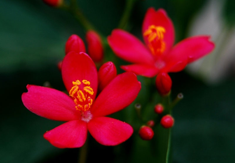 Hoa mọc thành chùm trên cuống dài, màu đỏ tươi, có 5 cánh.