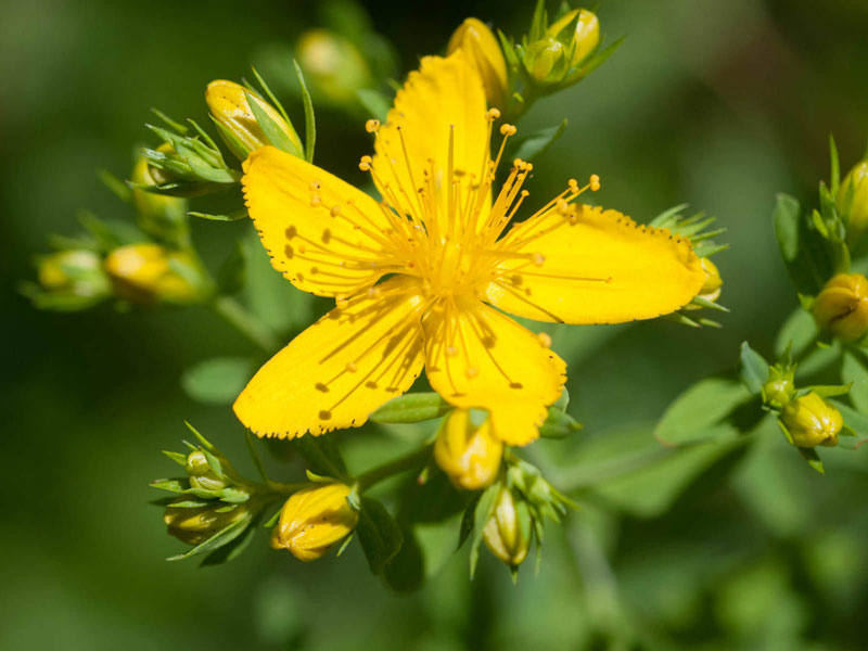 Hoa có kích thước khoảng 2,5cm, hoa 5 cánh, màu vàng. 