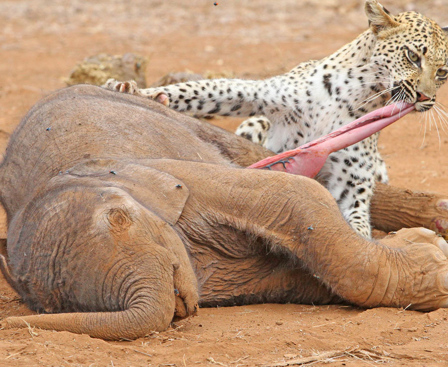 Một con báo đang dùng hàm răng sắc nhọn của mình xẻ thịt voi con ở Công viên Kruger. Nguồn: Greatstock