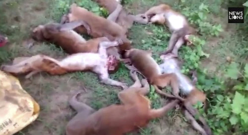 Khỉ chết đồng loạt do hổ gầm ở Ấn Độ. Nguồn: SWNS