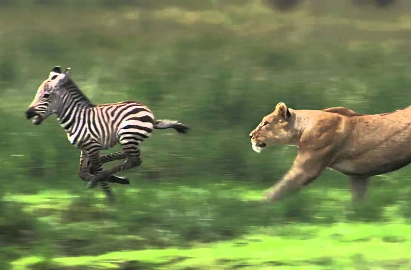 Bị lạc mẹ, ngựa vằn con chết thảm trước sư tử. Khi đang tham quan vườn quốc gia Maasai Mara ở Kenya, các du khách đã tình cờ ghi lại được một khoảnh khắc cực kỳ tàn khốc trong thiên nhiên hoang dã. Đó là cảnh hai con sư tử giết chú ngựa vằn con bị lạc mẹ. (CHI TIẾT)