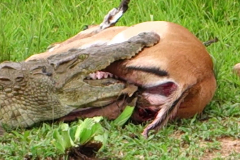 Linh dương Impala thoát chết ngoạn mục trước hàm cá sấu. Mặc dù bị bị cá sấu cắn, song linh dương Impala vẫn thoát chết một cách ngoạn mục. (CHI TIẾT)