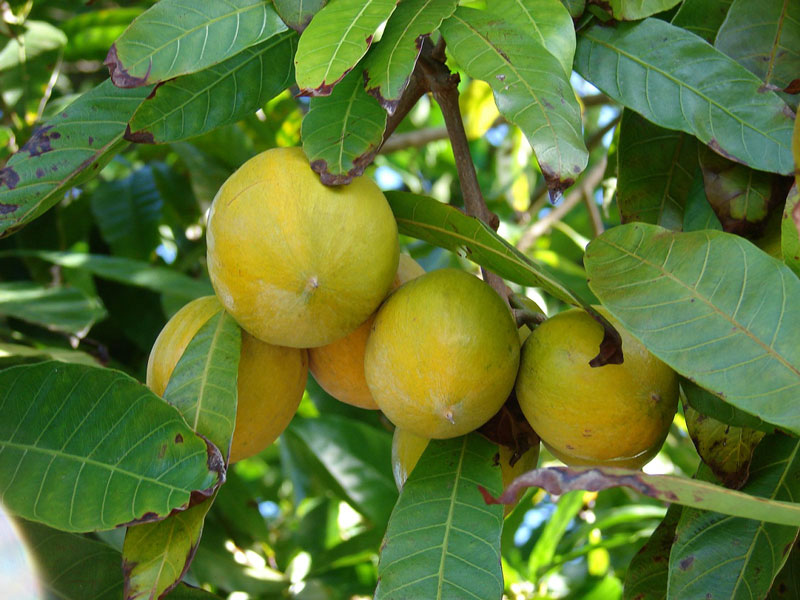 Những trái trứng gà sắp cho thu hoạch. Ảnh minh họa.