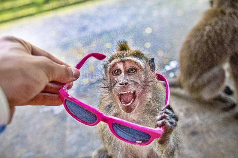 Khỉ tinh ranh, bắt người đưa quà bánh để chuộc tài sản. Những con khỉ tại ngôi đền Uluwatu ở Bali, Indonesia đã khiến nhiều người phải ngạc nhiên khi biết cách trộm đồ và bắt các du khách phải đưa bánh, trái cho chúng để chuộc lại tài sản. (CHI TIẾT)