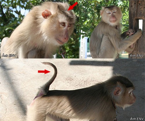 Quảng Nam: Thả một cá thể khỉ đuôi lợn quí hiếm về môi trường tự nhiên - 1