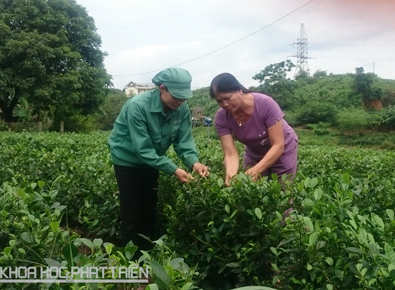 Bà Nguyễn Thị Nhài (áo tím bên phải) hướng dẫn hội viên hợp tác xã Tân Hương thu hái chè. 