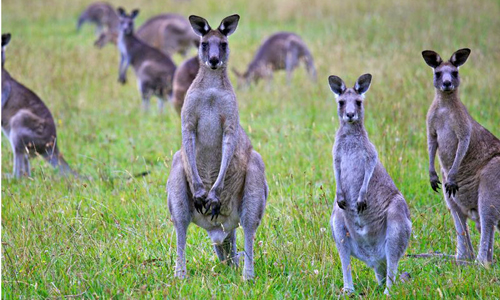  Số lượng kangaroo tăng vượt mức kiểm soát tại Australia. Ảnh: Flickr.