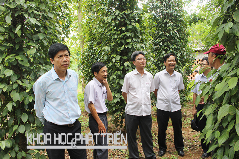 Cục trưởng Cục Sở hữu trí tuệ Đinh Hữu Phí (thứ ba từ trái qua) cùng đoàn công tác thăm các mô hình trồng tiêu trong vùng CDĐL tiêu Quảng Trị. Ảnh: N. Hoàng