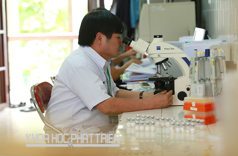 Tiến sỹ Trịnh Đình Thâu đang nghiên cứu sản xuất chủng vắcxin phòng bệnh tai xanh ở lợn. Ảnh: Phượng Hằng