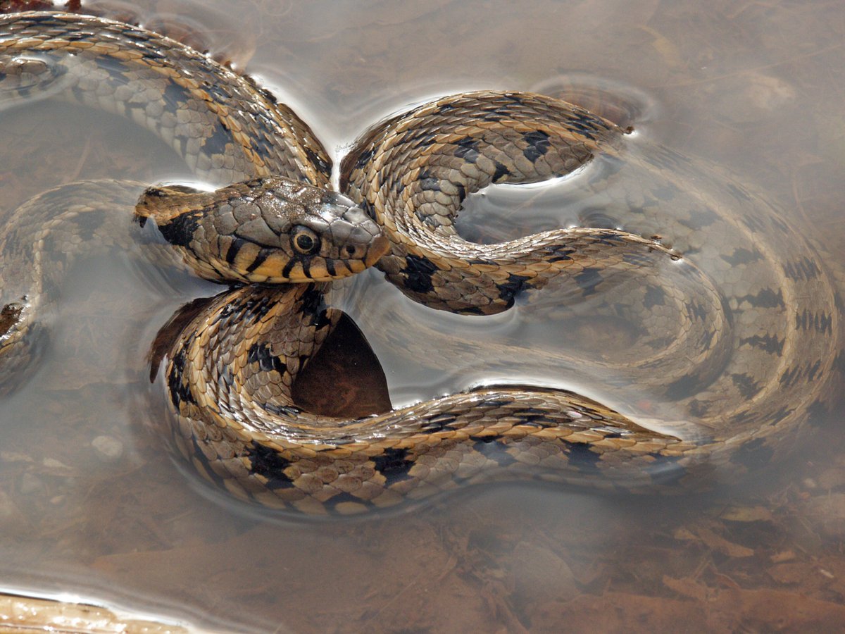 Mưa lũ khiến rắn di chuyển nơi cư trú, dễ cắn người hơn. Ảnh: Florida Health Duval