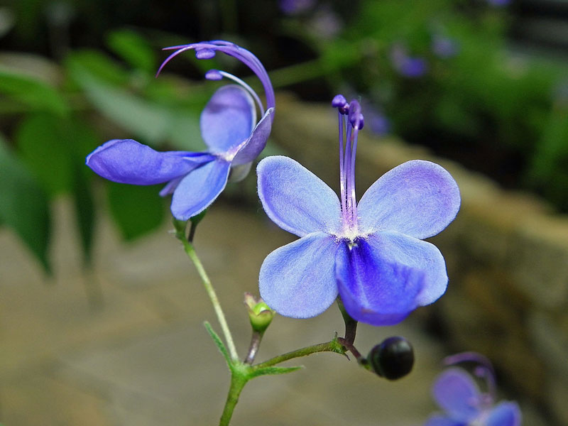 Rotheca myricoides là loài thực vật có hoa trong họ Hoa môi. 