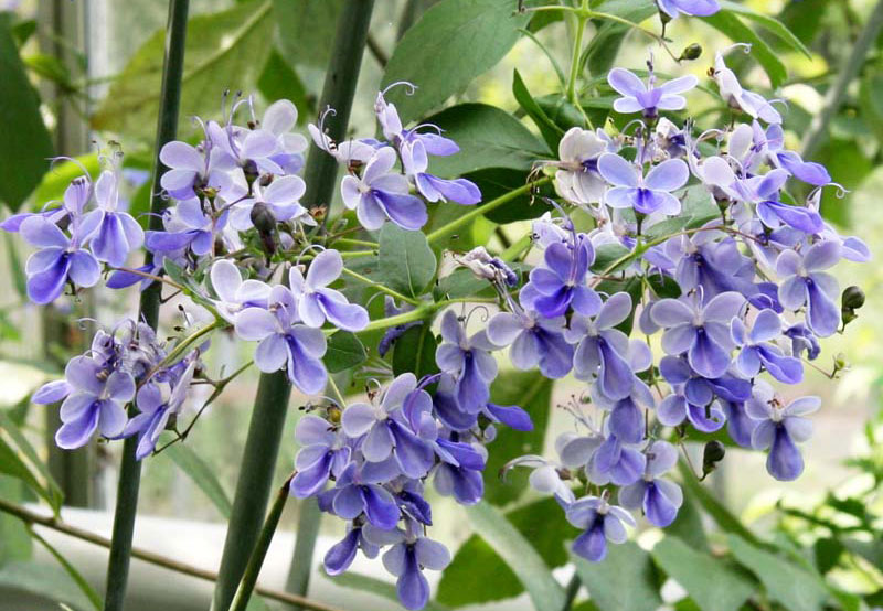 Hoa thường có 5 cánh, có màu xanh dương từ nhạt tới đậm.