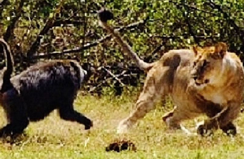 Khỉ đầu chó phản đòn, đuổi sư tử chạy thục mạng. Khi bị con sư tử truy sát, chú khỉ đầu chó đực đã quyết định quay lại tấn công và bất ngờ khiến đối thủ phải bỏ chạy thục mạng. (CHI TIẾT)