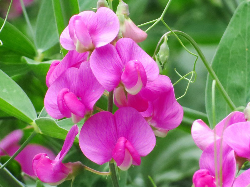 Hoa đậu ngọt mùi hương rất thơm. Loại hoa này được bầu chọn là 1 trong 10 loài hoa thơm nhất thế giới.