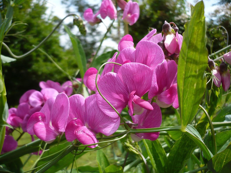 Hoa hương đậu có tên khoa học là Lathyrus odoratus.