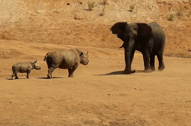 Tê giác tấn công voi để bảo vệ con. Trước nguy cơ có thể bị con voi tấn công, chú tê giác mẹ đã quyết định “tiên hạ thủ vi cường” để bảo vệ chính mình và đứa con của nó. (CHI TIẾT)