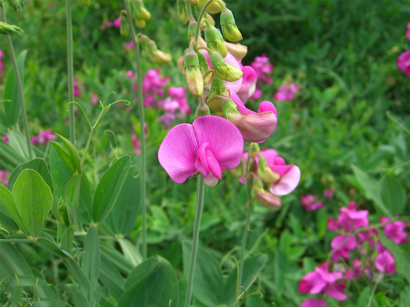 Hoa của loài học dại có màu tím, đường kính khoảng 2 - 3,5cm.