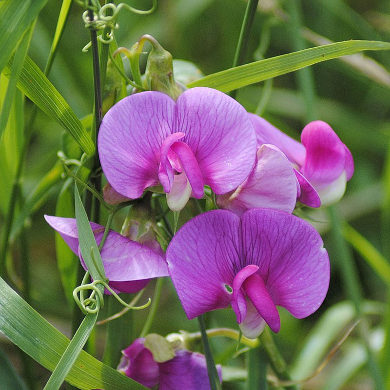 Các loài được trồng thường có hoa lớn hơn và nhiều màu.