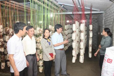 Hà Tĩnh: Ứng dụng tiến bộ KH&CN sản xuất nấm