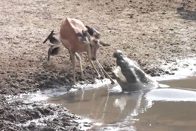 Linh dương Impala thoát chết ngoạn mục trước hàm cá sấu. Bị cá sấu phục kích bất ngờ nhưng con linh dương Impala ở đoạn video sau đây vẫn may mắn thoát chết một cách ngoạn mục. (CHI TIẾT)