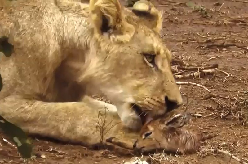 Sư tử cái cứu linh dương Impala thoát khỏi nanh vuốt báo hoa mai. Cảnh tượng hiếm gặp đã xảy ra ở đoạn video sau đây khi sư tử cái tấn công báo hoa mai để cứu sống chú linh dương Impala vừa chào đời. (CHI TIẾT)