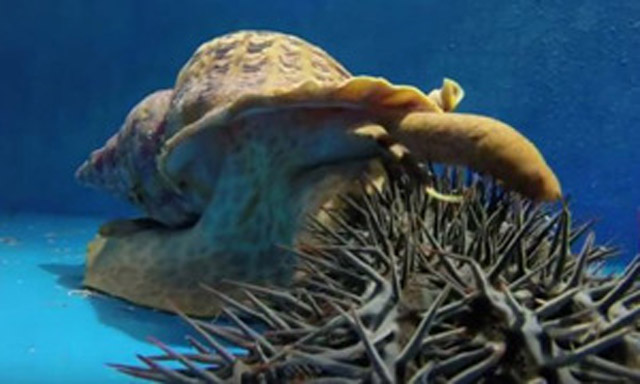 Ốc tù và là khắc tinh tự nhiên của sao biển gai, loài vật đang gây hại rạn san hô. Video: Viện Khoa học Đại dương Australia.