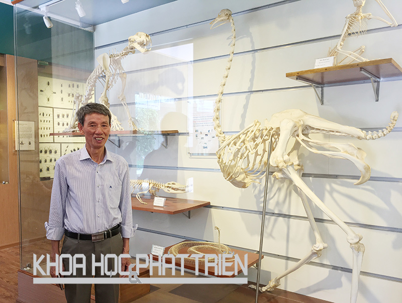 Phó Giáo sư - tiến sỹ Phạm Văn Lực tại Bảo tàng Thiên nhiên Việt Nam. Ảnh: Ngọc Vũ