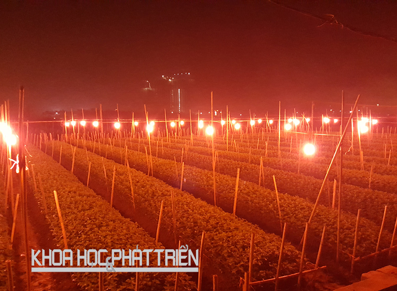 Vườn hoa cúc Tây Tựu, quận Bắc Từ Liêm, Hà Nội sử dụng đèn CFL để điều khiển việc ra hoa. Ảnh: Hòa Phạm