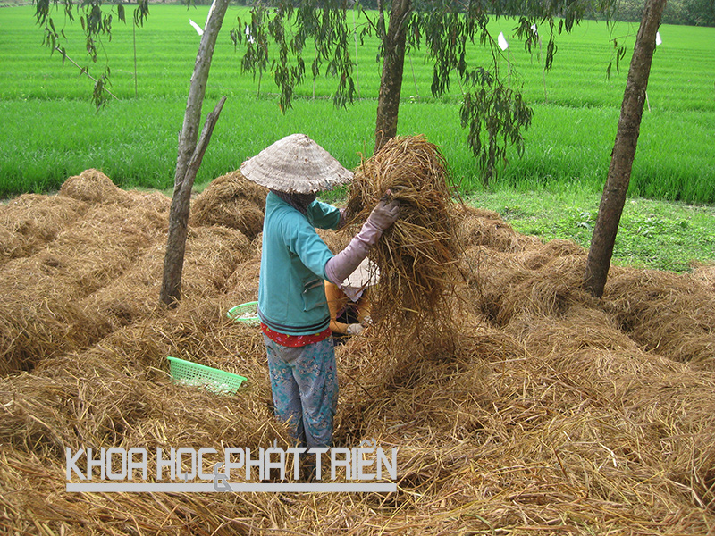 Mỗi năm ngành sản xuất lúa Việt Nam tạo ra hơn 40 triệu tấn rơm rạ. Ảnh: Tiên Dung