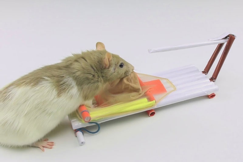 Bẫy chuột làm từ giấy.