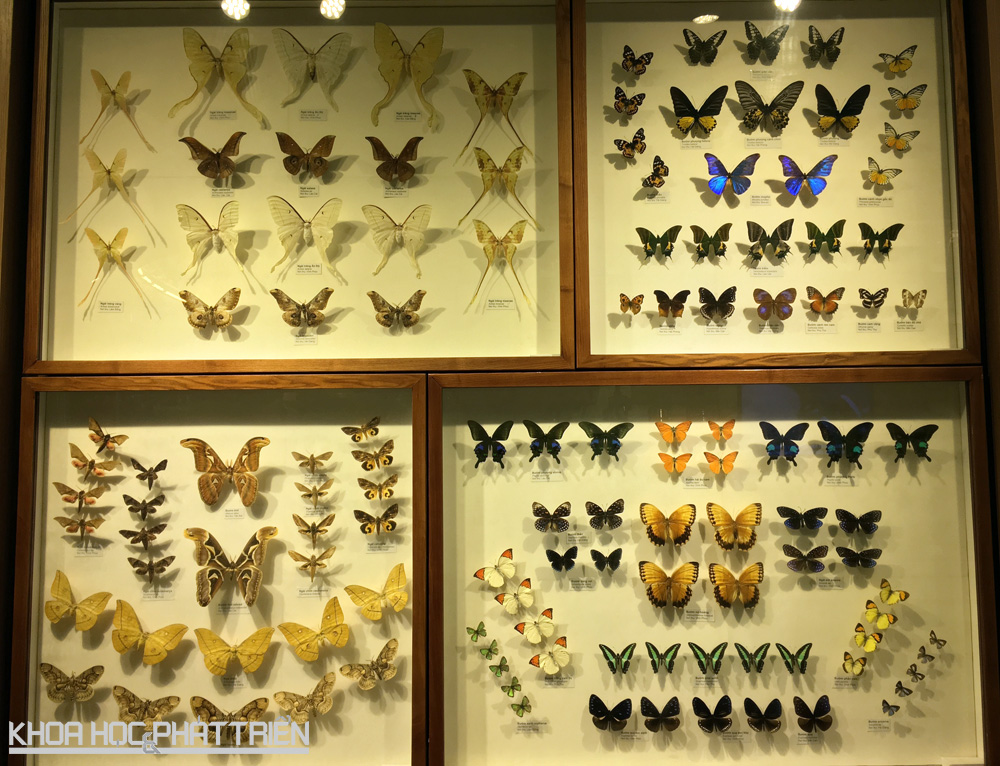 Bộ sưu tập mẫu côn trùng cánh vẩy