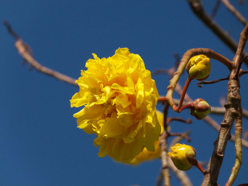 Cây mai hoa đăng có tên khoa học là Cochlospermum religiosum. Đây là loài thực vật có hoa thuộc chi Ốc tử (Cochlospermum), họ Điều nhuộm (Bixaceae).