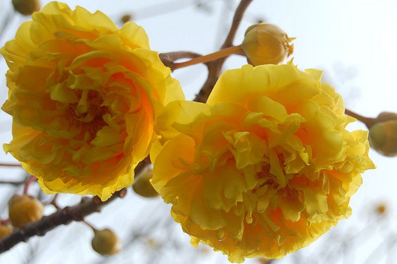 Cây mai hoa đăng có nguồn gốc từ Myamar (Miến Điện), Indonesia và Ấn Độ.