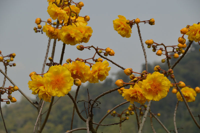 Ở môi trường tự nhiên, cây mai hoa đăng thường cao khoảng 7,5m, mọc ở những khu rừng khô rụng lá.