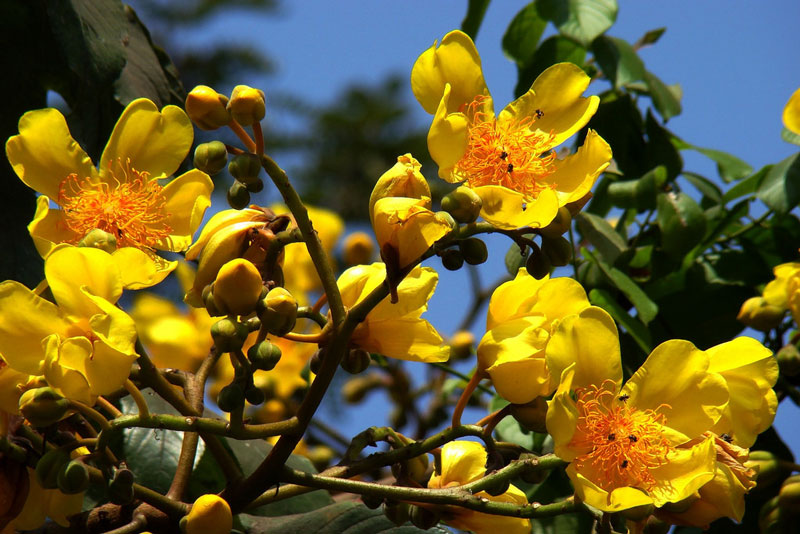 Ở môi trường nuôi trồng, cây mai hoa đăng thường được trồng chậu chưng trong nhà hoặc trước hiên, sân vườn, công viên... 