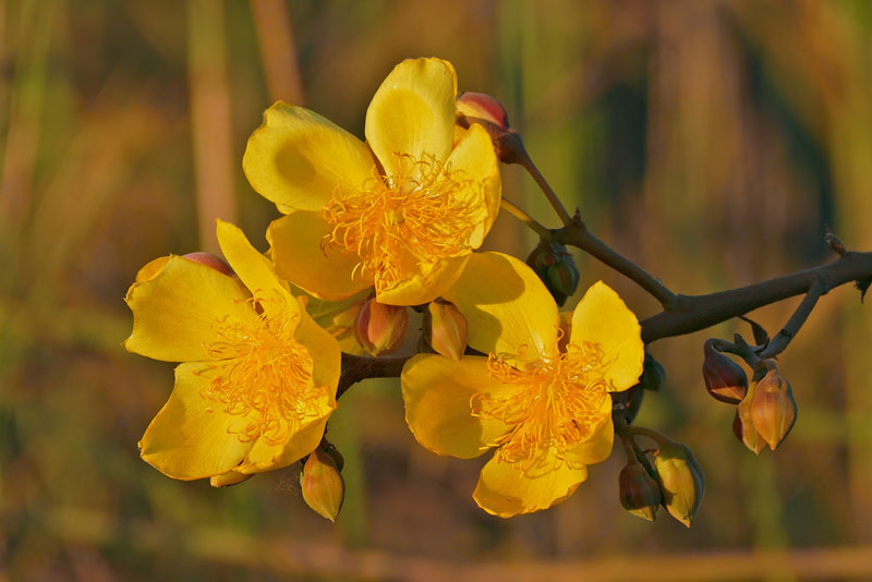 Cây có hoa lưỡng tính, thơm, đường kính 7,5 - 10cm. Hoa có màu vàng tươi, phần cuối hoa có lông màu xám. Lá đài 5, có chiều dài 2,5 cm và rộng 1,5 cm, không đều nhau, dạng trứng ngược, có lông nhiều, không bền. 
