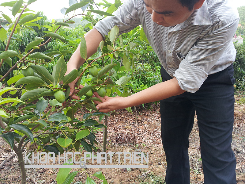 Cây hồng Điện Biên trồng được 3-4 năm tuổi bắt đầu cho quả. Ảnh: Quang Thưởng