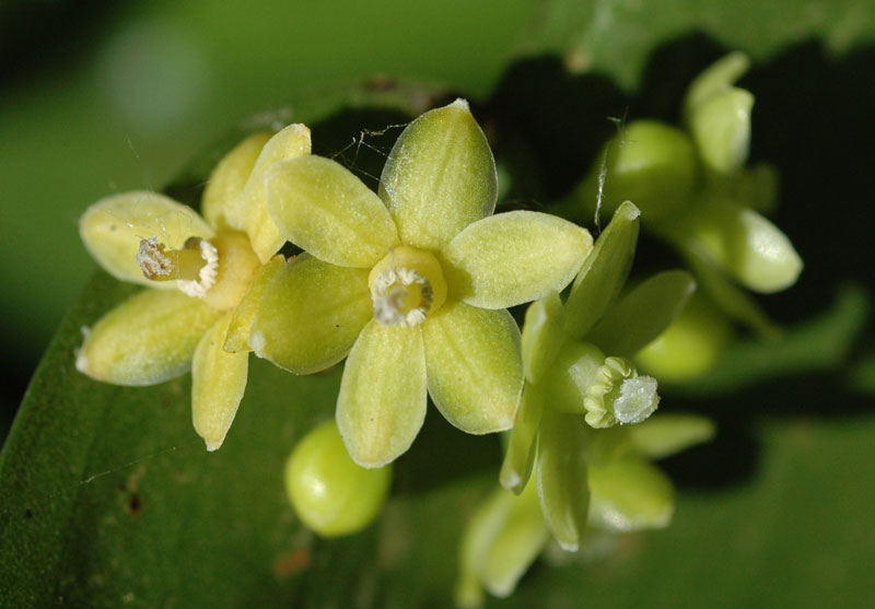 Semele androgyna là một loài thực vật có hoa trong họ Măng tây.