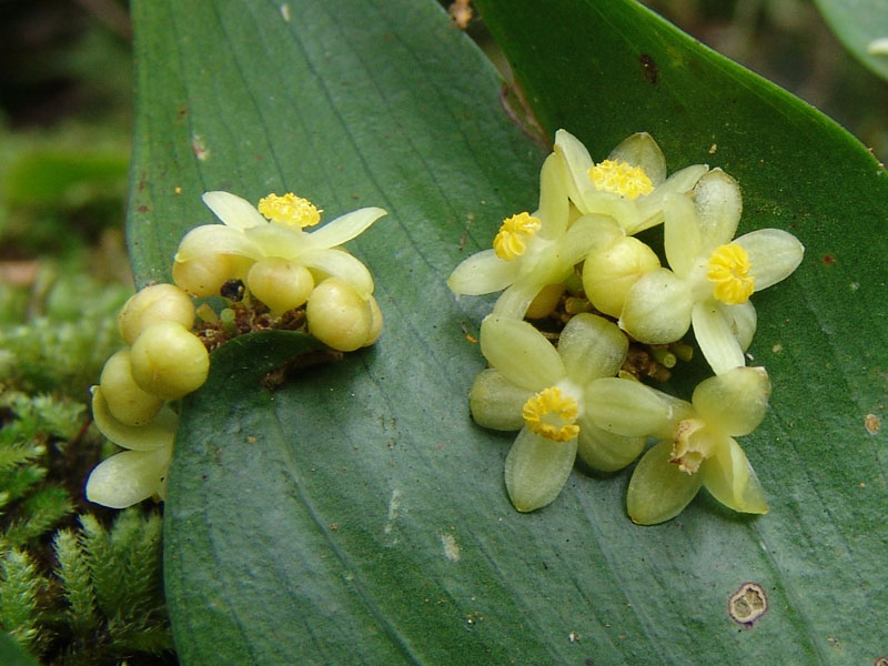 Semele androgyna là một loại cây bụi thường xanh.