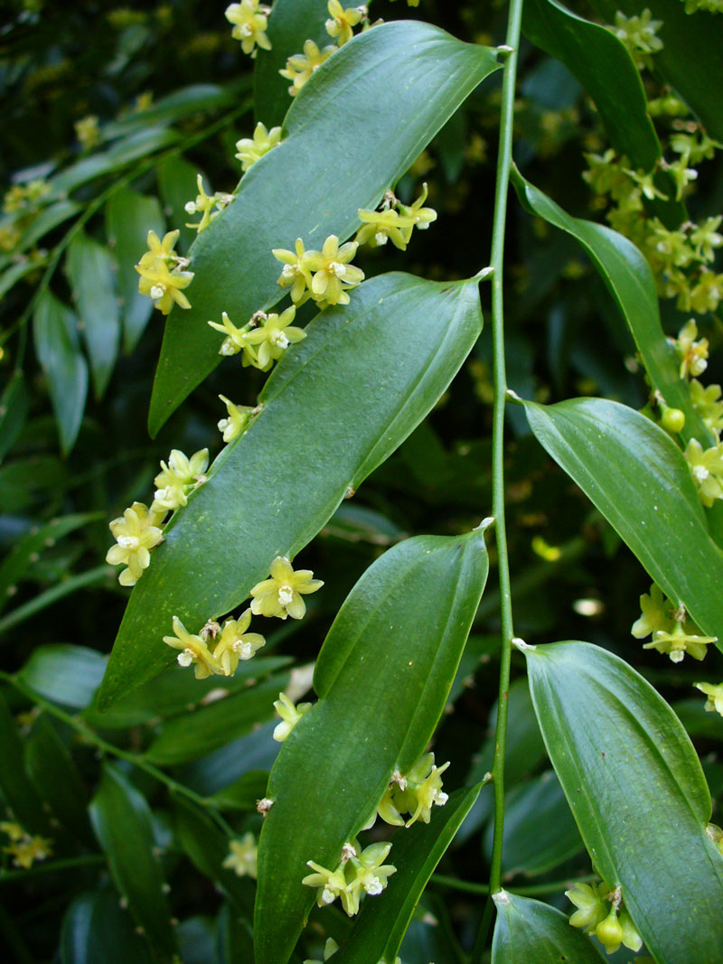 Hoa Semele androgyna thường có màu vàng nhạt. 