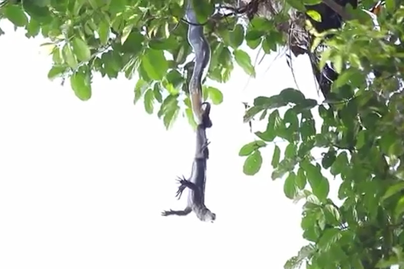 Rắn hổ mang chúa đu mình trên cây tấn công kỳ đà. Đoạn video sau đây ghi lại cảnh rắn hổ mang chúa đu mình trên cành cây cao để tấn công con kỳ đà. (CHI TIẾT)