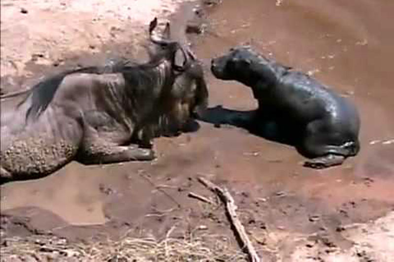 Hà mã con lầm tưởng linh dương đầu bò là mẹ. Một cảnh tượng đau lòng đã xảy ra tại vườn quốc gia Serengeti ở Kenya khi chú hà mã con lầm tưởng con linh dương đầu bò bị chấn thương là mẹ để rồi cả hai cùng tử nạn bên bờ sông. (CHI TIẾT)