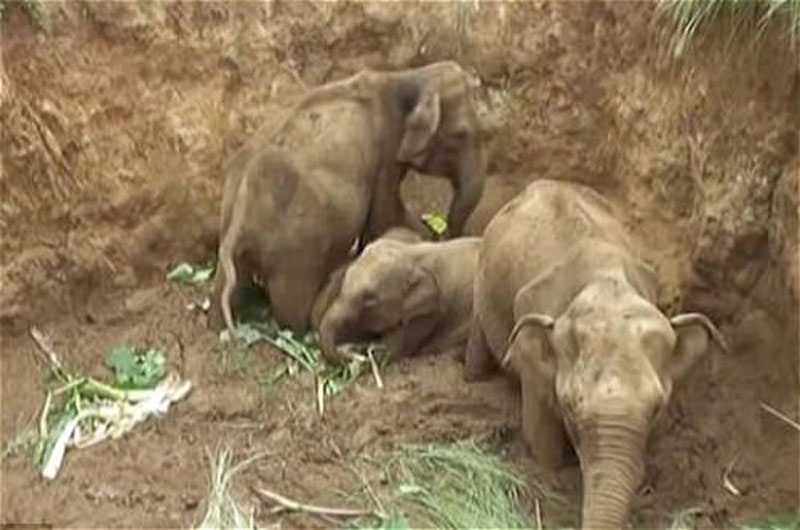 4 chú voi bị mắc kẹt dưới giếng cạn.