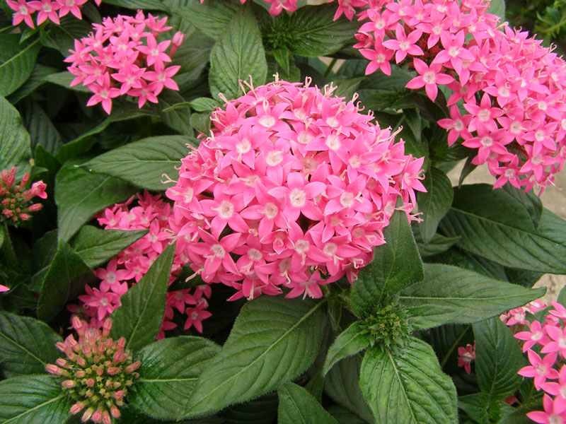Loài hoa này có nguồn gốc từ Yemen, Đông Phi.